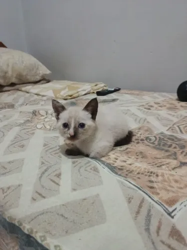 Gatinha siamês para doação