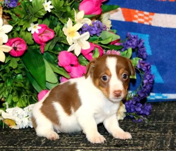 Jack Russell - Adquira Hoje | Fale Agora