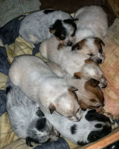 Filhote Blue Heelers Red Heeler