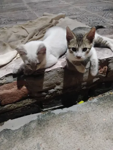 Doação de gatos, faço entrega.