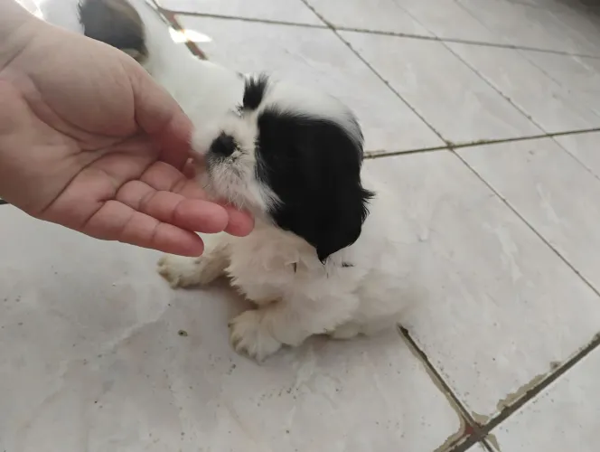 Shih Tzu macho 