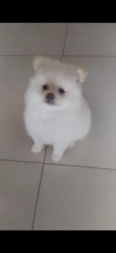 Lulus fêmea 1500 e macho 1000 bebês