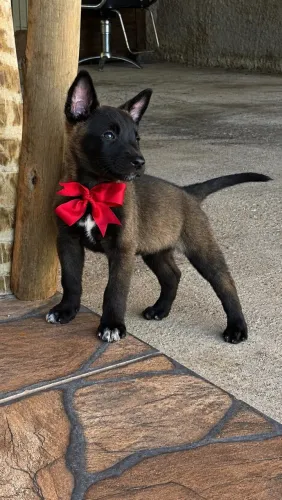 Pastor Belga Malinois - Filhotes à Venda