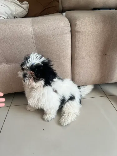 Shitzu