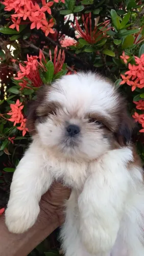 Shih Tzu. Super desconto para pagamento à vista 