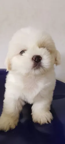 VENDO SHIH TZU..... MACHO....