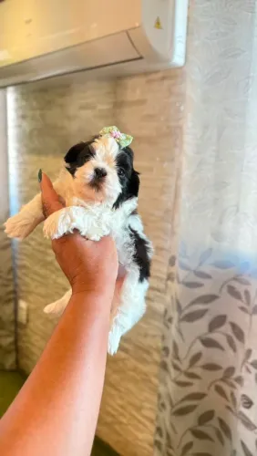 Lhasa Apso 