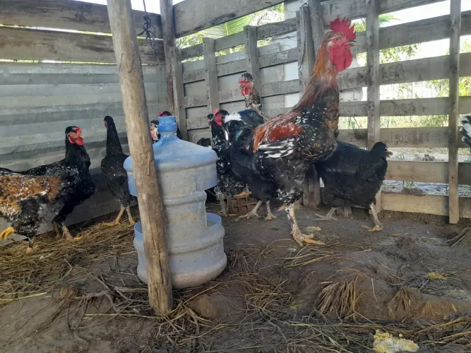 Ovos fértil galinha Balão "GSB"