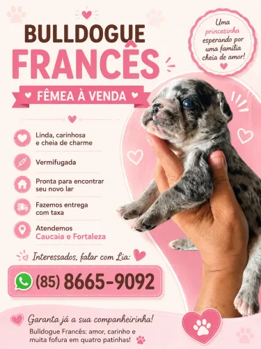 Buldogue francês