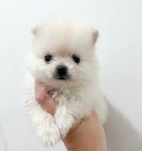 Lulu da pomerania macho