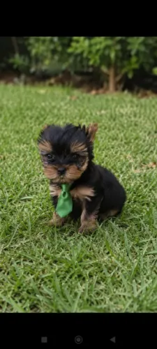 Yorkshire mini carinha bem peluda