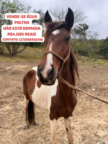 Vende-se Poltrinha