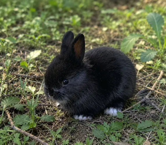 Coelhinhos mini lion