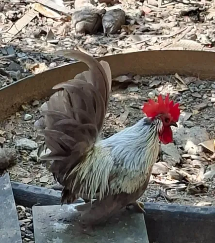 Garnizé macho