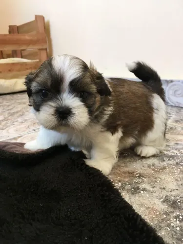 Shih tzu machos