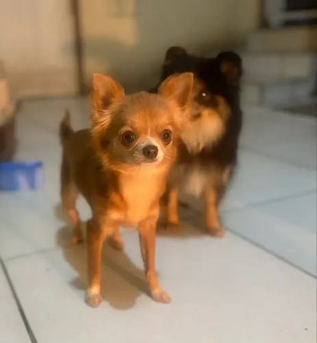 Chihuahua fêmea adulta pelo longo á venda 