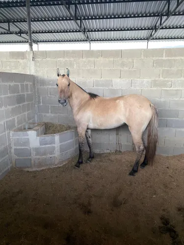 Potra mangalarga marchador