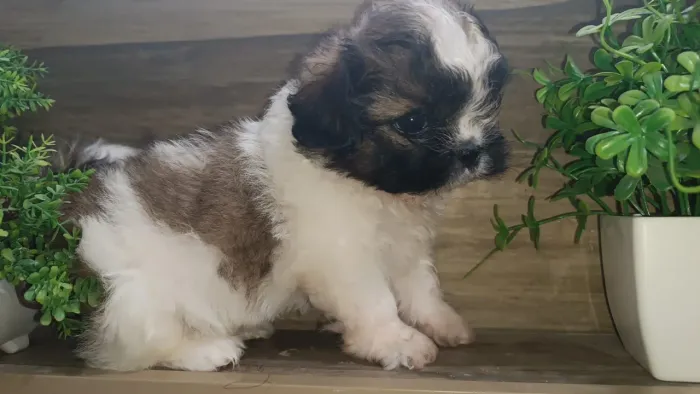 Que lindo presente para sua namorada ?