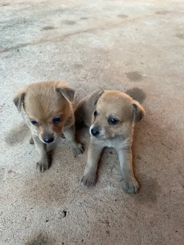 Cachorro 