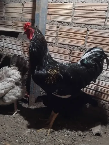 Vendo esse galo 