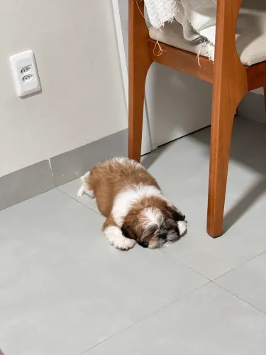 CACHORRA SHIH TZU