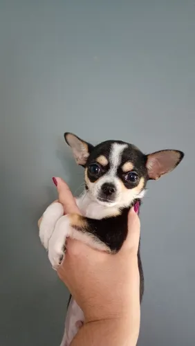 Chihuahua macho