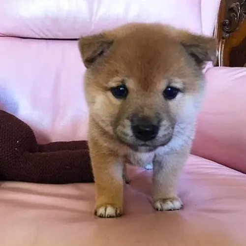 Shiba Inu Machos e Femeas 