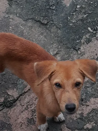 Cachorros pra doação 