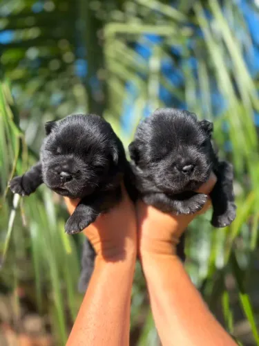 Chow chow fêmeas