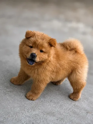 Chow Chow macho vermelho