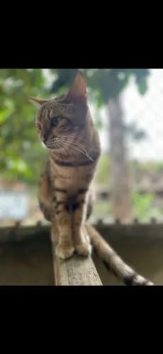 Gato bengal