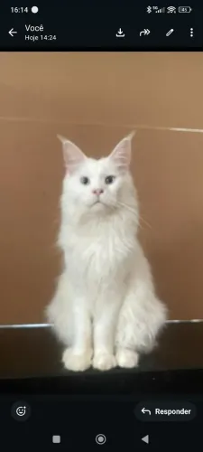 Gatos Maine Coons