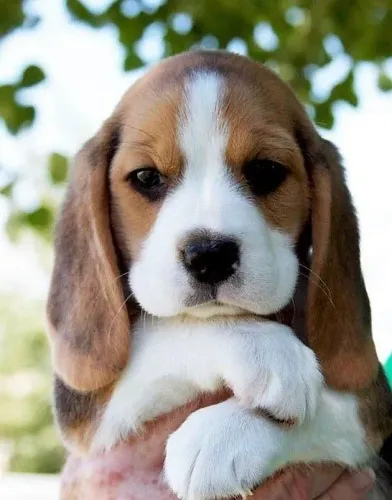 Lindo filhote de beagle macho 