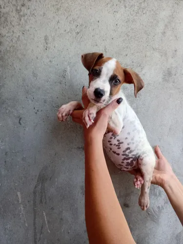 Filhote de pitbull valor 300 reais.