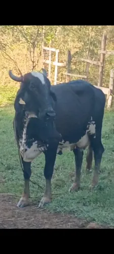 Vendo uma vaca e um bezerro 5 meses
