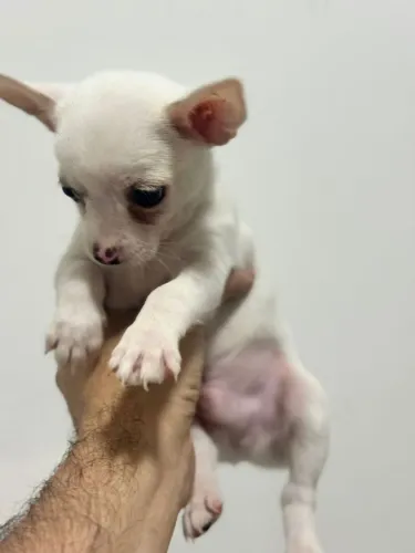 Chihuahua filhote para venda 