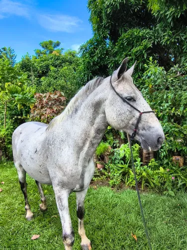 Cavalo