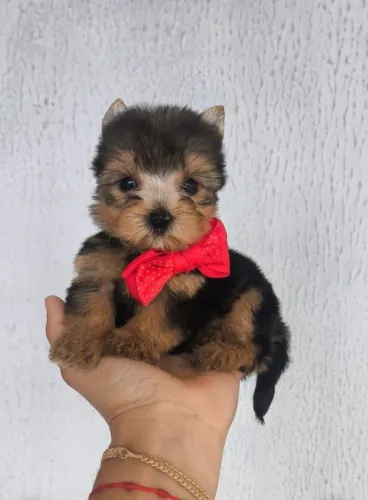 filhote Yorkshire Terrier 