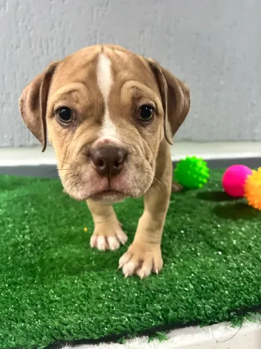American bully