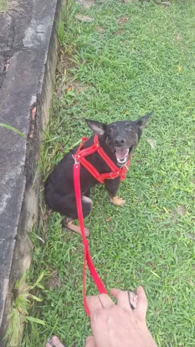 Cachorro para adoção