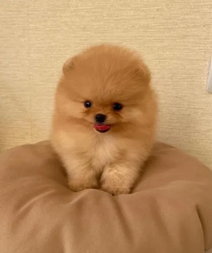 Filhotes De Spitz Alemão - Amizade Mais Leal Do Mundo Começa Aqui