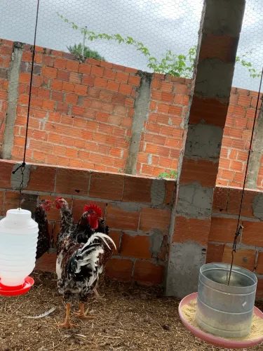 Frangos e galinhas