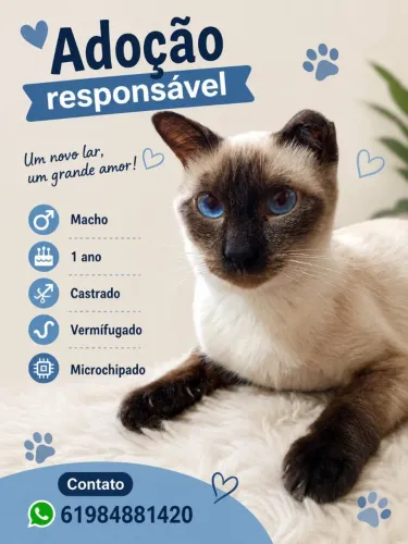 Gato para adoção 