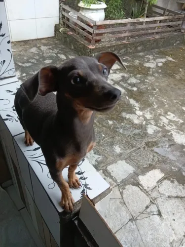 Filhote de pinscher fêmea 