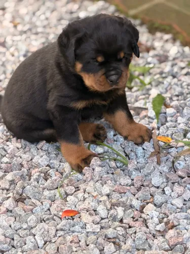 Venda filhotes de Rottweiler no