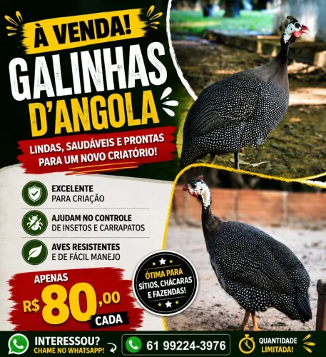 Galinhas D'ANGOLA GIGANTE