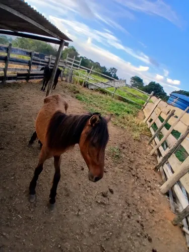 Vendo cavalo