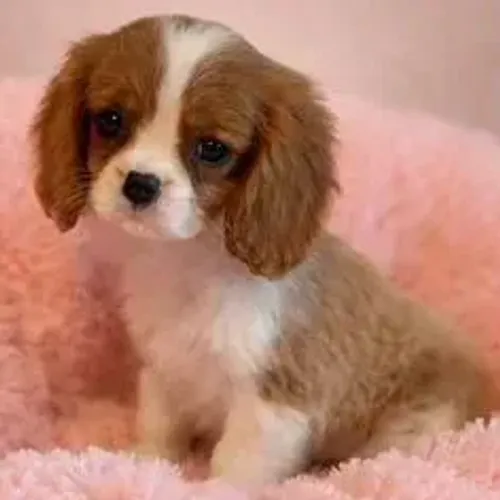 Cavalier King Charles Spaniel,Cavalier King Charles Spaniel Filhote Estrutura Perfeita Dis