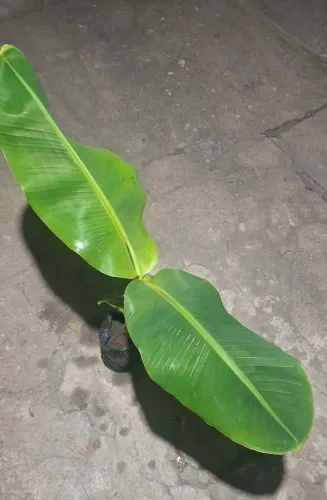 MUDAS DE BANANA - D'ÁGUA ( Nanica)