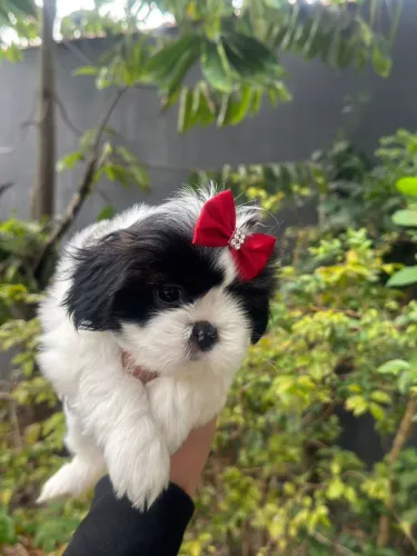 Na cor Branco e Preto, Filhotes de ShihTzu